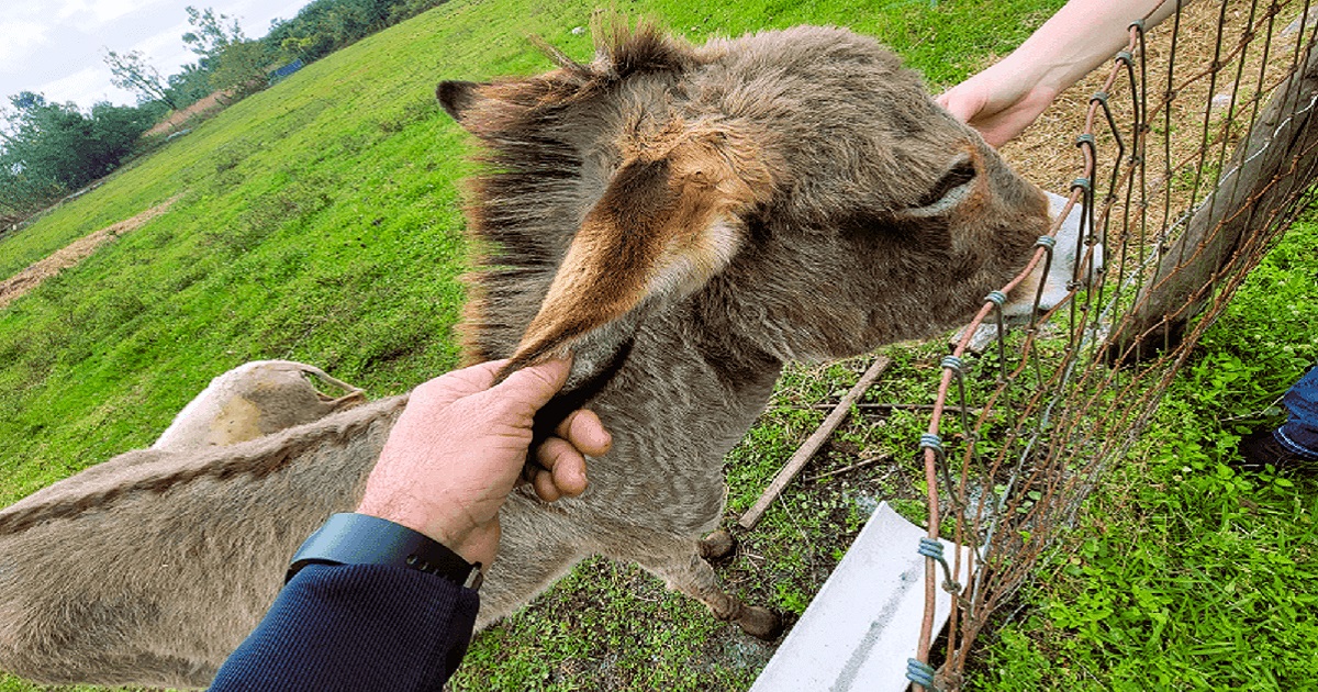 A rural property with a manufactured home and large acreage in Montura Ranch Estates